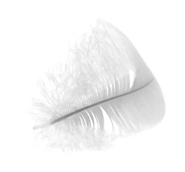Light swan feather on white — Stock Photo, Image