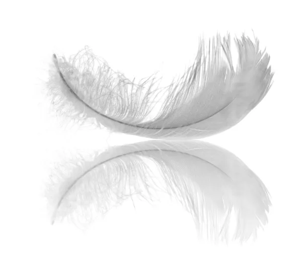Отражение белого пера — стоковое фото