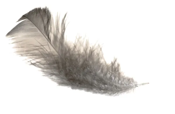 Blak chicken feather — Stock Photo, Image