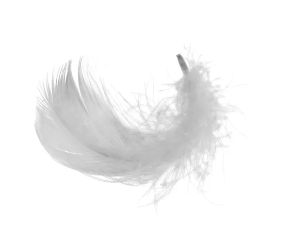 Куриное белое перо — стоковое фото