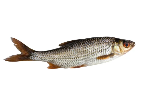 Izole roach balık — Stok fotoğraf