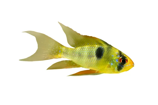 黒い点と分離の魚 — ストック写真