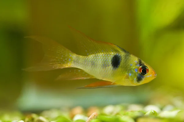 Malé ryby s černými body — Stock fotografie