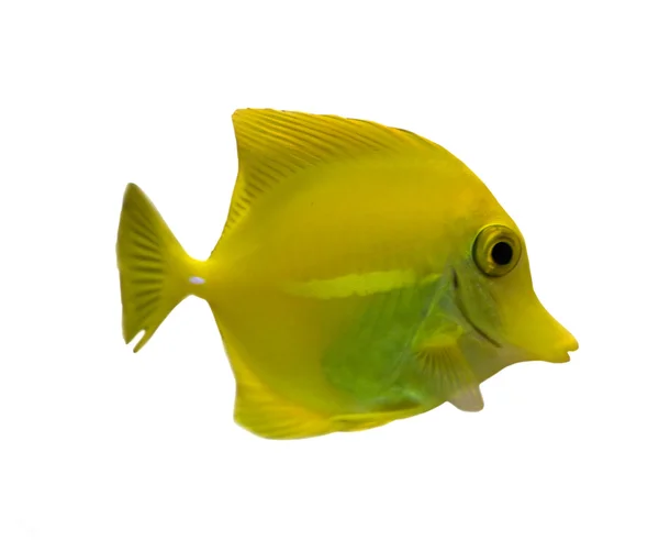 Žluté kulaté izolované ryb — Stock fotografie