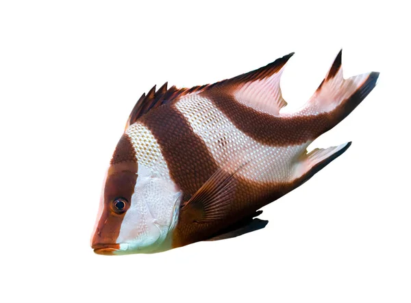 Czerwony i biały na białym tle ryb — Zdjęcie stockowe