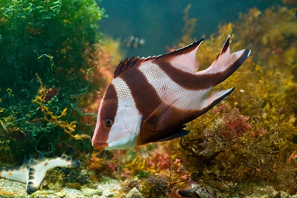 녹색 조류에 빨간색과 흰색 물고기 — 스톡 사진