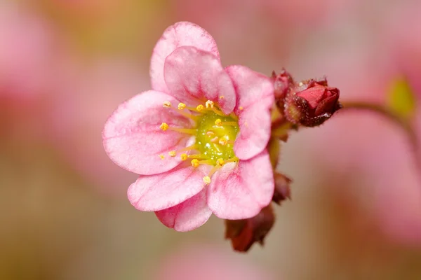 Ροζ μικρό λουλούδι — Φωτογραφία Αρχείου