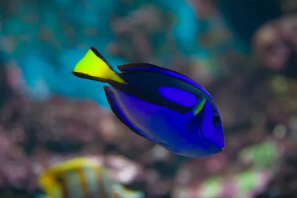 Blaue und gelbe Fische auf dunklem — Stockfoto