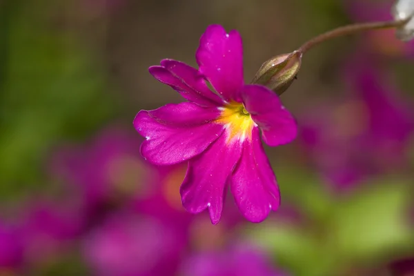 Mörk rosa enda blomma — Stockfoto