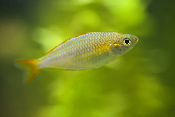 Zöld hátterű kis halak — Stock Fotó