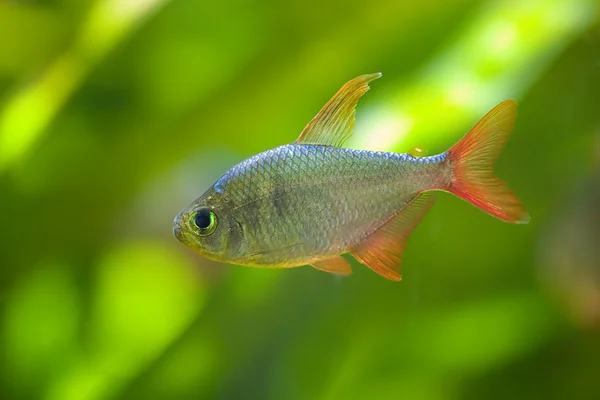 Kleine Fische auf grün — Stockfoto