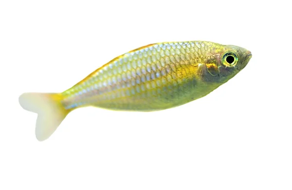 Маленька риба ізольована на білому — стокове фото