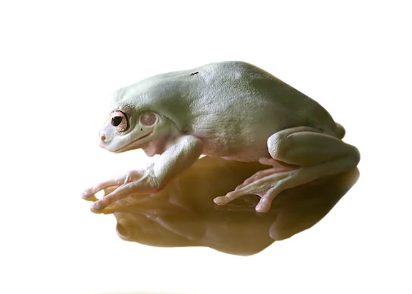 Tree-frog with reflection — Stock Photo, Image
