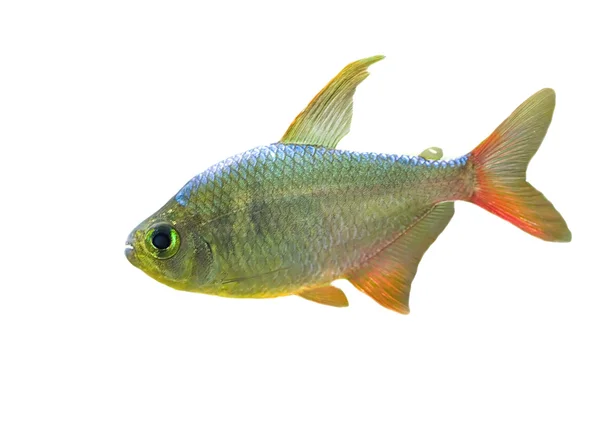 Kleine vis met rode fin — Stockfoto