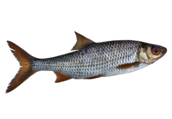 단일 로치 물고기 — 스톡 사진