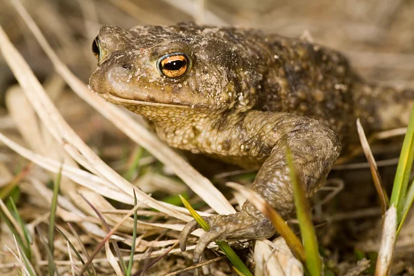 Portret mokre brązowy żaba — Zdjęcie stockowe