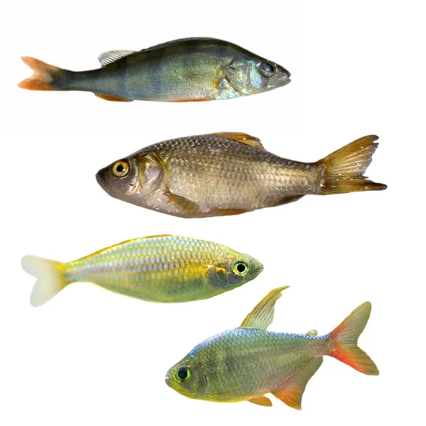 四个不同的鱼 — 图库照片