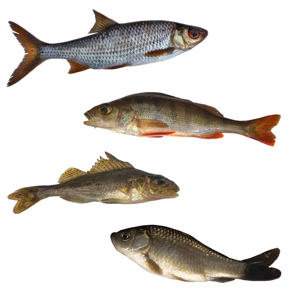 Four isolated fishes — Stock Photo, Image