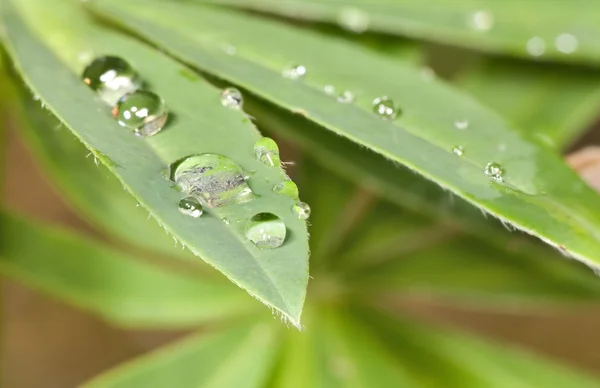 Små droppar på grön växt — Stockfoto