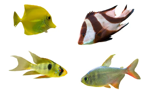 Quatro peixes tropicais — Fotografia de Stock