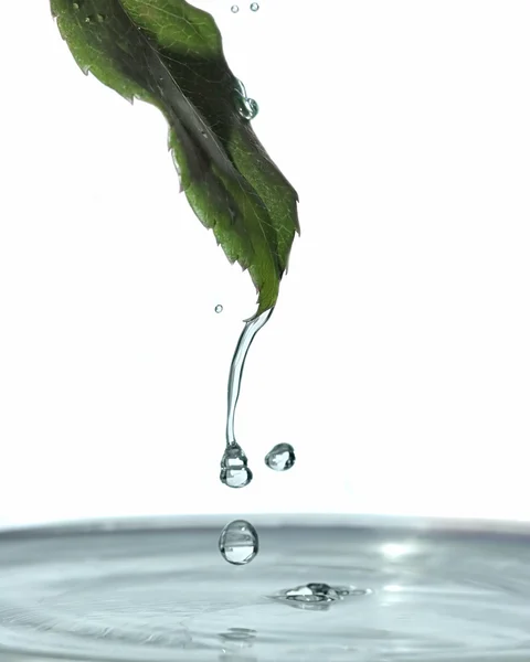 Água e lâmina de grama — Fotografia de Stock