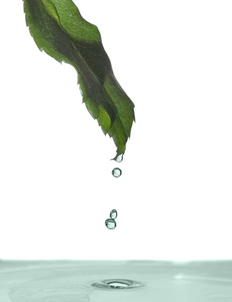 Zielony liść nad wodą — Zdjęcie stockowe
