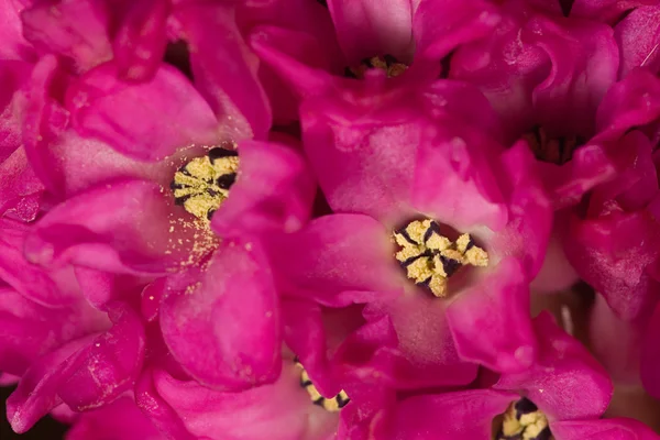 Red hyacinth background — Stock Photo, Image