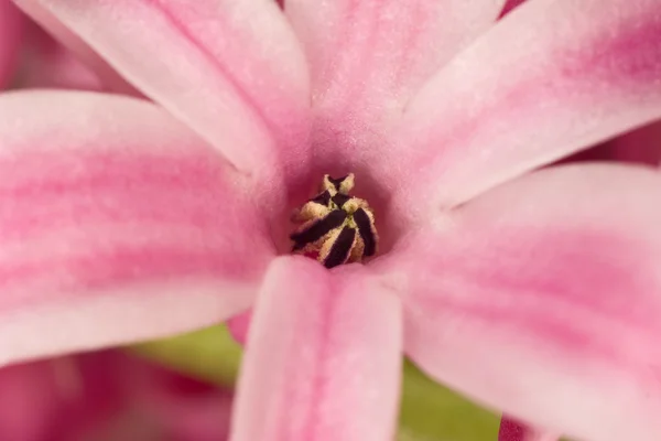 Roze hyacint één bloem — Stockfoto