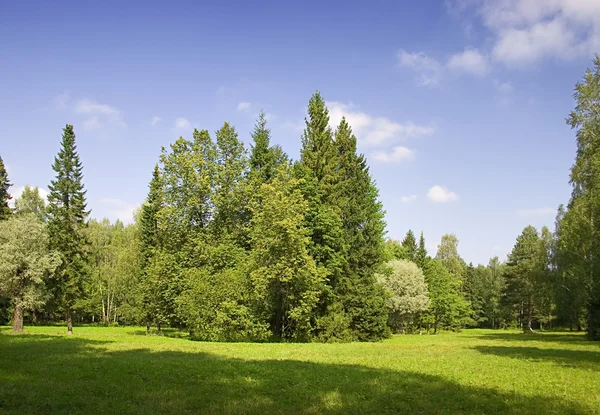 Zomer groene bomen — Stockfoto