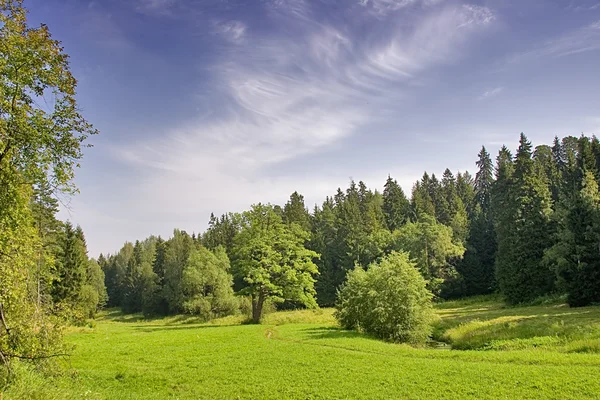 Groene zomer bomen — Stockfoto