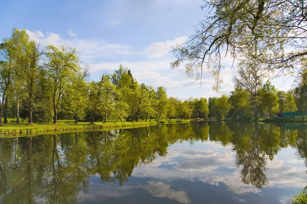 Árvores verdes perto da lagoa com reflexão — Fotografia de Stock