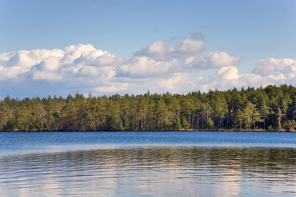 Foresta primaverile vicino lago — Foto Stock
