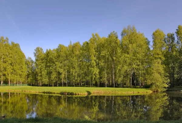 Björkskog nära pond — Stockfoto