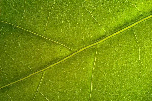 Zelené stéblo trávy — Stock fotografie