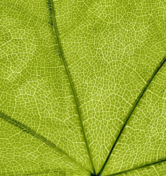 Background of green leaf — Stock Photo, Image