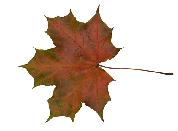 Κόκκινο φθινόπωρο φύλλο σφενδάμνου — Φωτογραφία Αρχείου