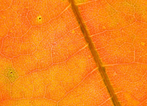 Πορτοκαλί σφενδάμνου φύλλο μακροεντολών — Φωτογραφία Αρχείου