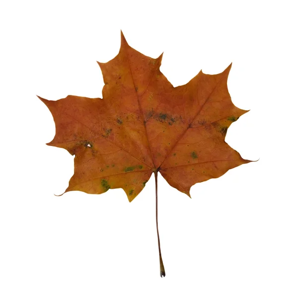 Помаранчева осінь Кленовий лист — стокове фото
