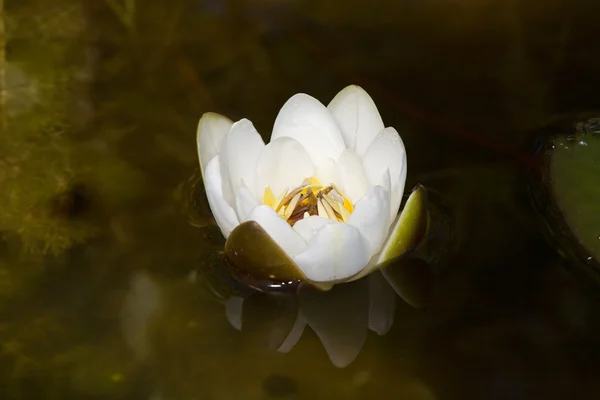 Bunga bakung putih dengan pantulan — Stok Foto