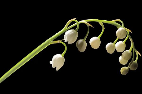 stock image Lily-of-the-valley isolated on black