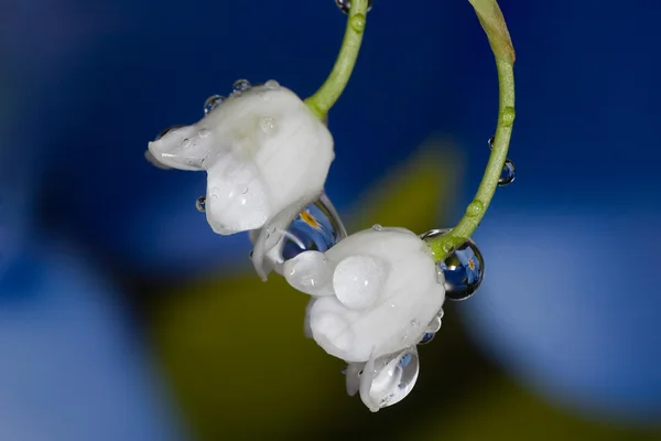 Две долинные лилии и капли — стоковое фото