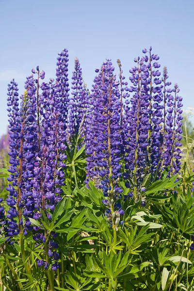 Lupin violet buisson — Photo