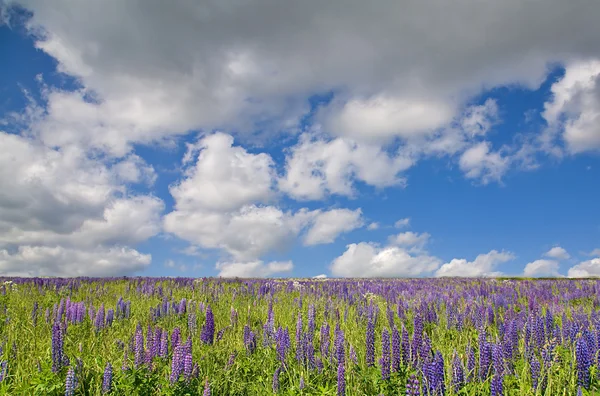 Campo de Lupin sob o céu com nuvens — Fotografia de Stock