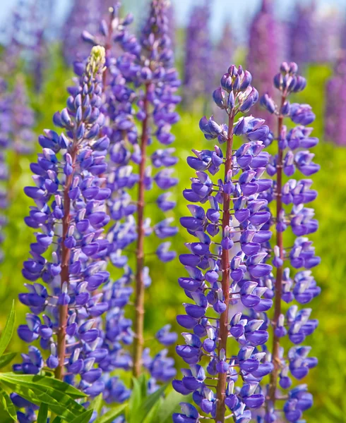 Lupine flowers in green grass — Stock Photo, Image