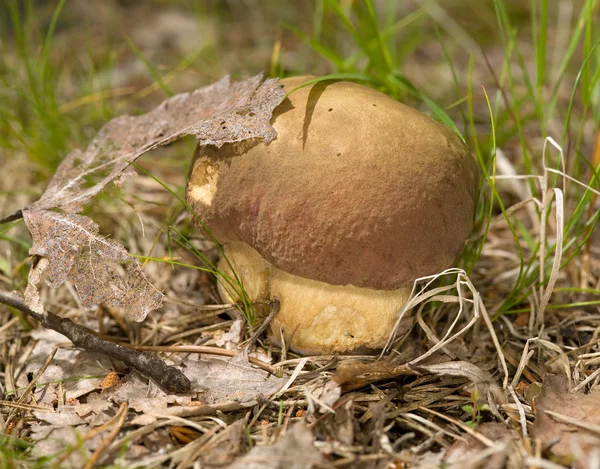 stock image Single cep mushroom