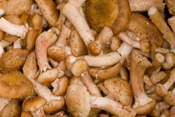 stock image Brown mushroom background