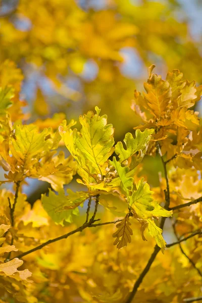 Gyllene hösten ek gren — Stockfoto