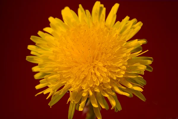 Yellow dandelion on red background — Stock Photo, Image