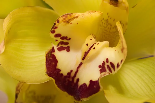 Красная и жёлтая орхидея — стоковое фото
