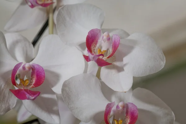 Orquídea branca e vermelha — Fotografia de Stock